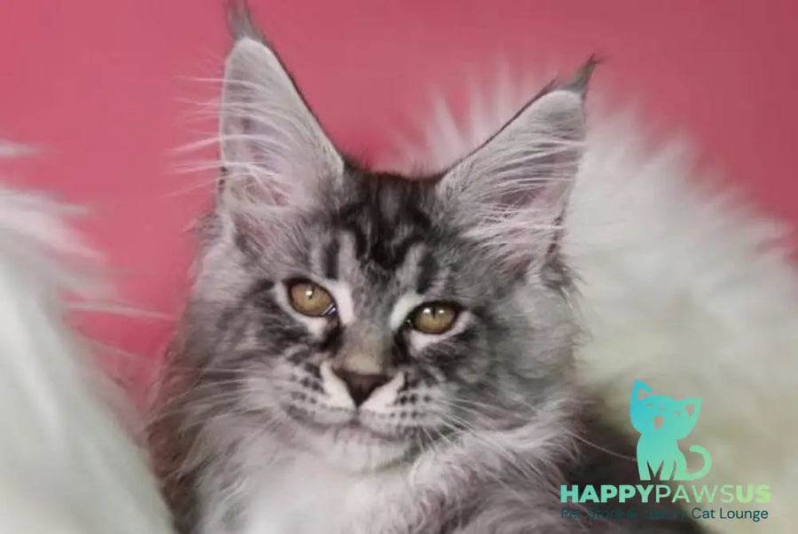 Olli Maine Coon female black silver tabby live animals