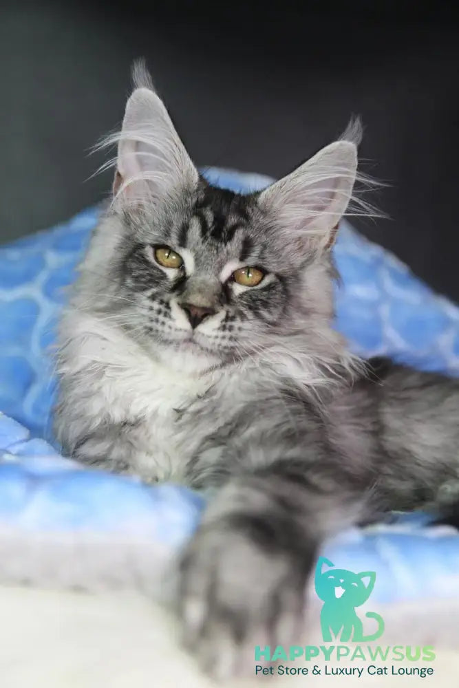 Olli Maine Coon female black silver tabby - live animals
