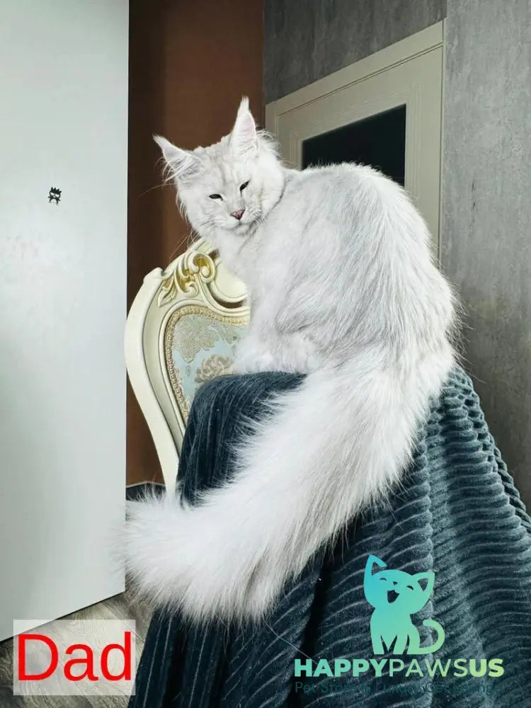 Olli Maine Coon female black silver tabby live animals