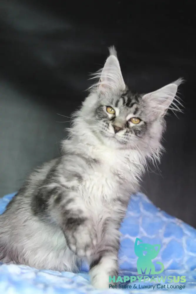 Olli Maine Coon female black silver tabby - live animals