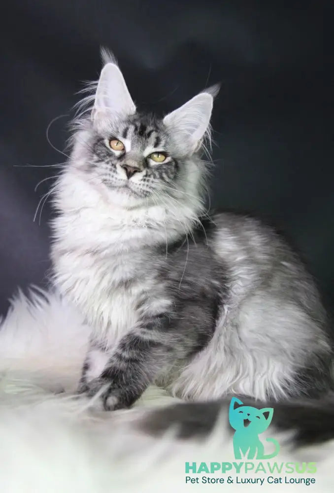 Olli Maine Coon female black silver tabby - live animals