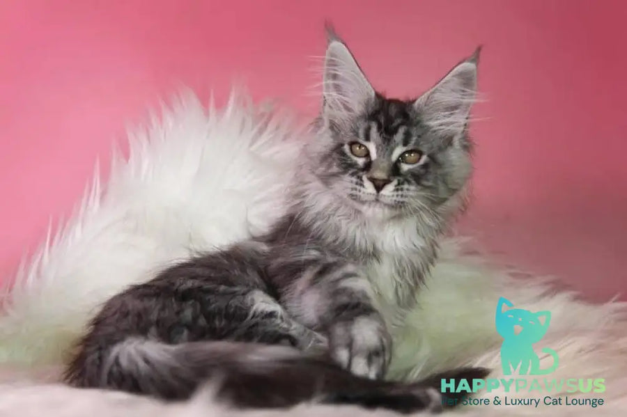 Olli Maine Coon female black silver tabby live animals