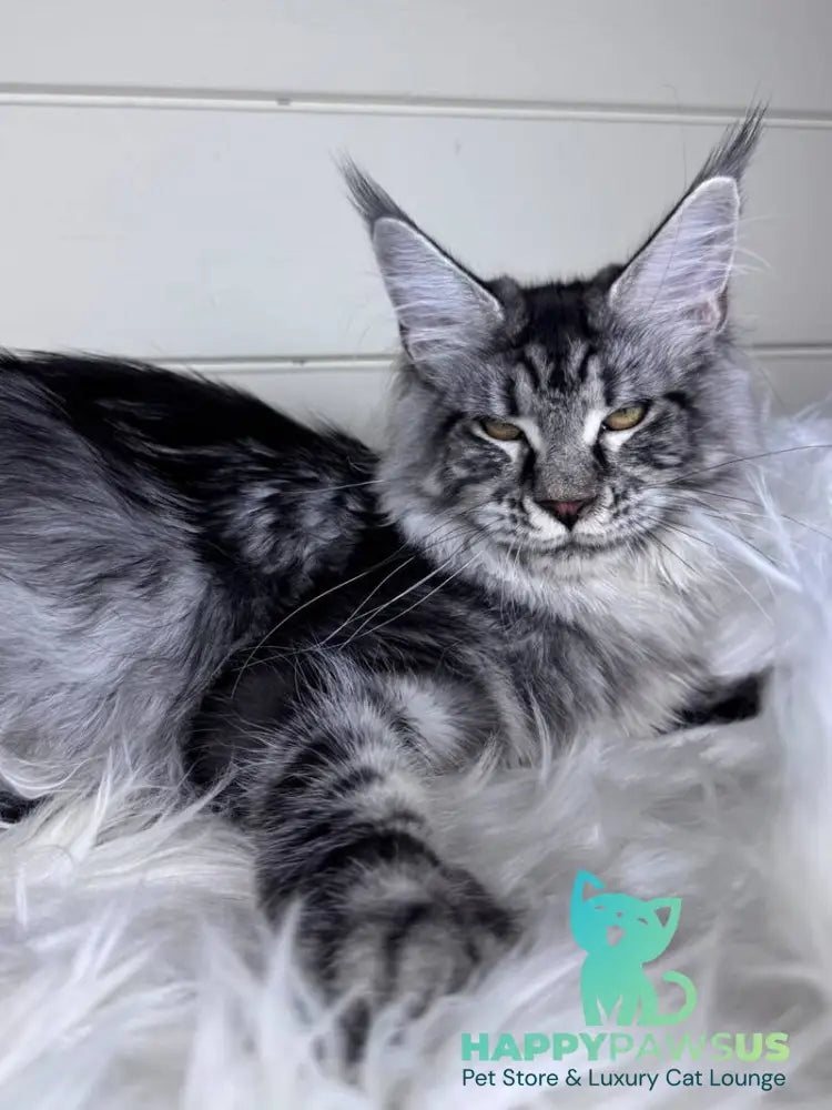 Olli Maine Coon female black silver tabby - live animals