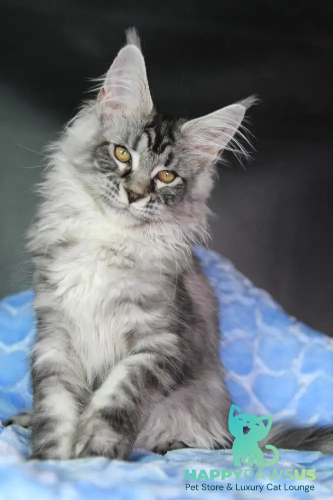 Olli Maine Coon female black silver tabby - live animals