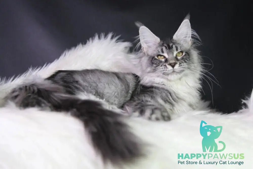 Olli Maine Coon female black silver tabby - live animals
