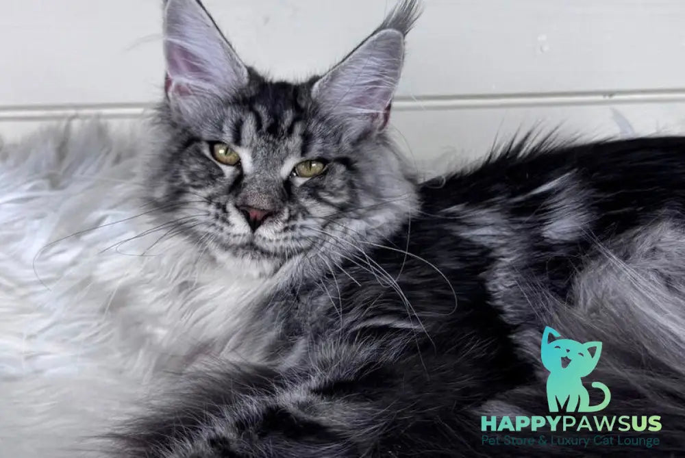 Olli Maine Coon female black silver tabby - live animals