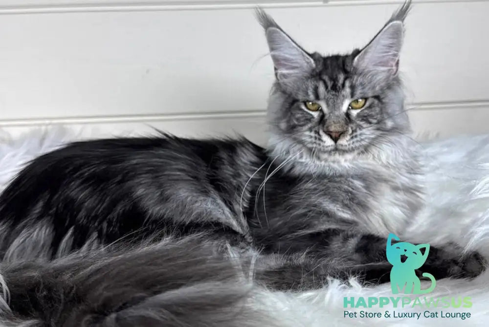 Olli Maine Coon female black silver tabby - live animals