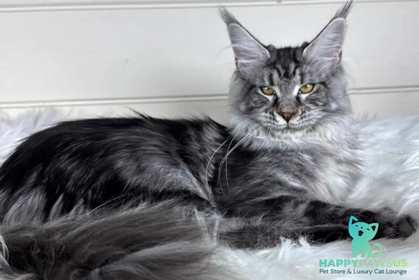 Olli Maine Coon female black silver tabby - live animals
