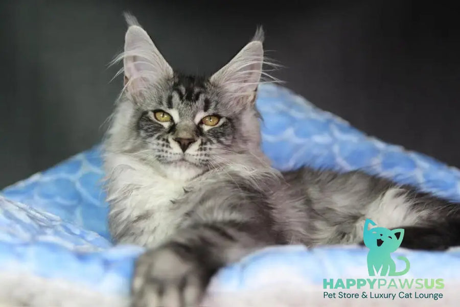 Olli Maine Coon female black silver tabby - live animals