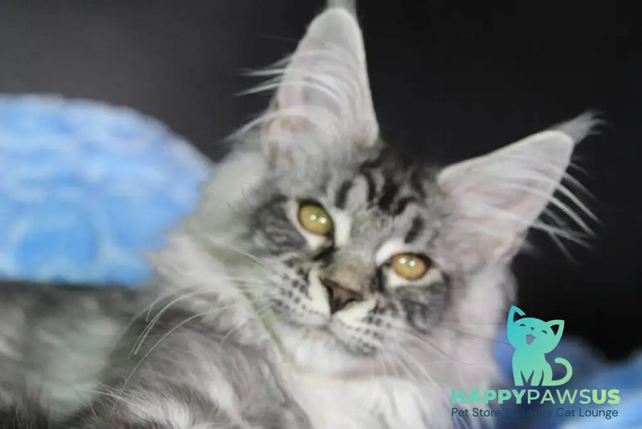 Olli Maine Coon female black silver tabby - live animals