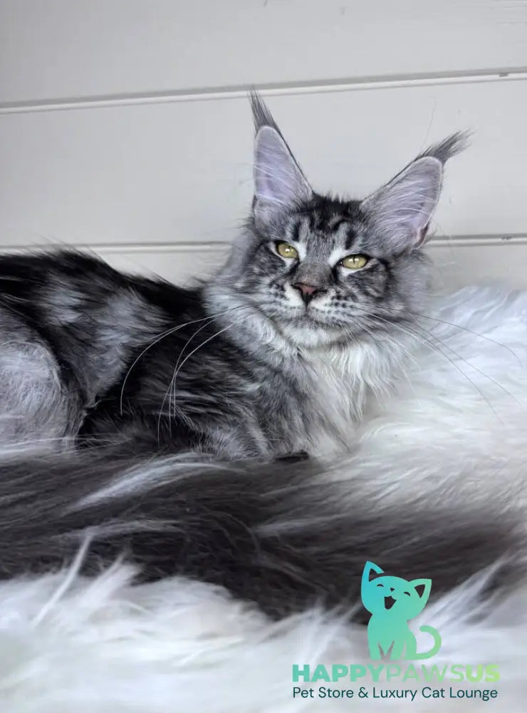 Olli Maine Coon female black silver tabby - live animals