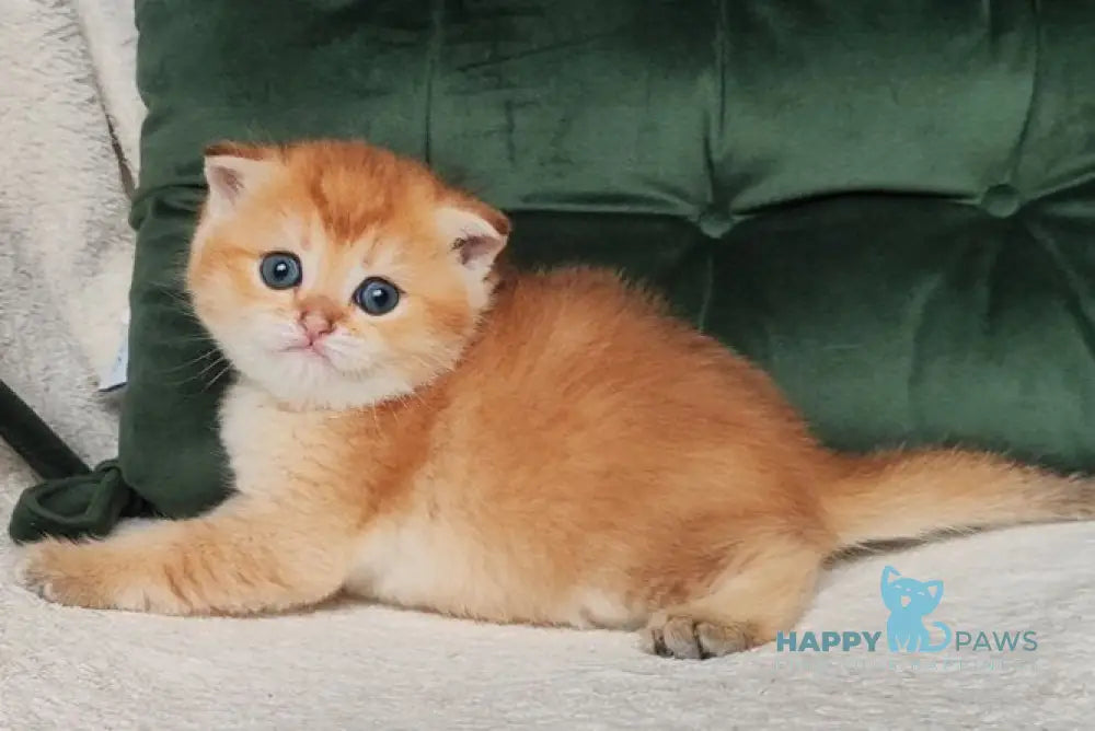 Olli Scottish Fold male black golden shaded live animals
