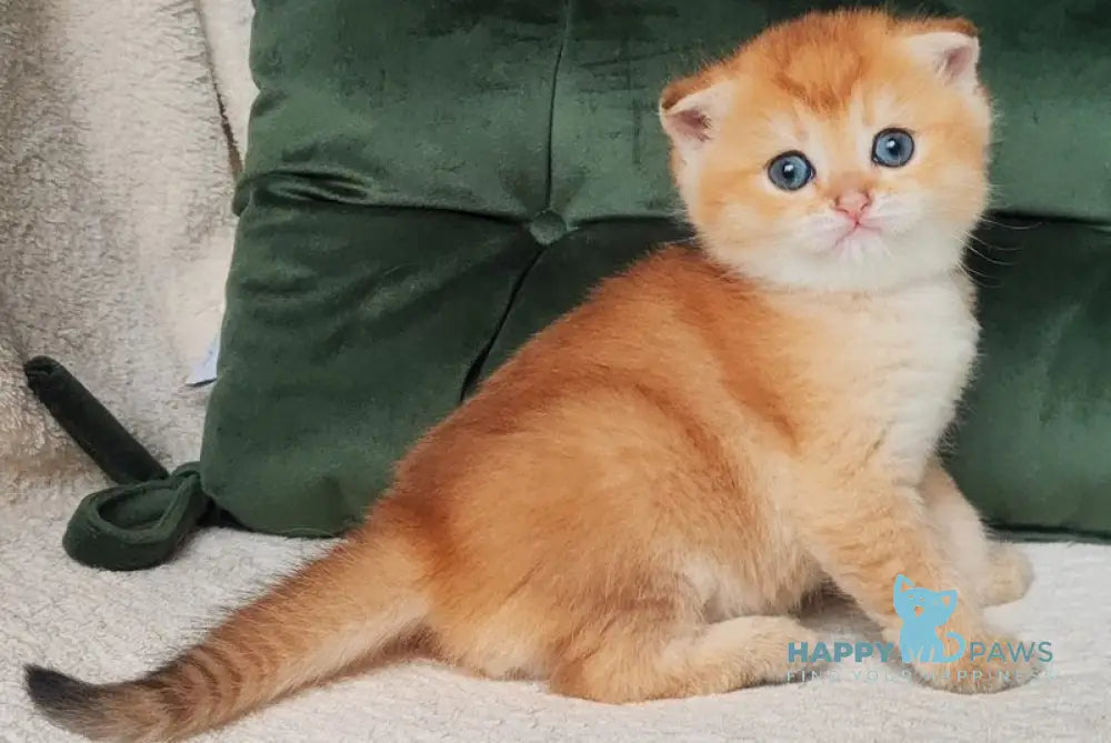 Olli Scottish Fold male black golden shaded live animals
