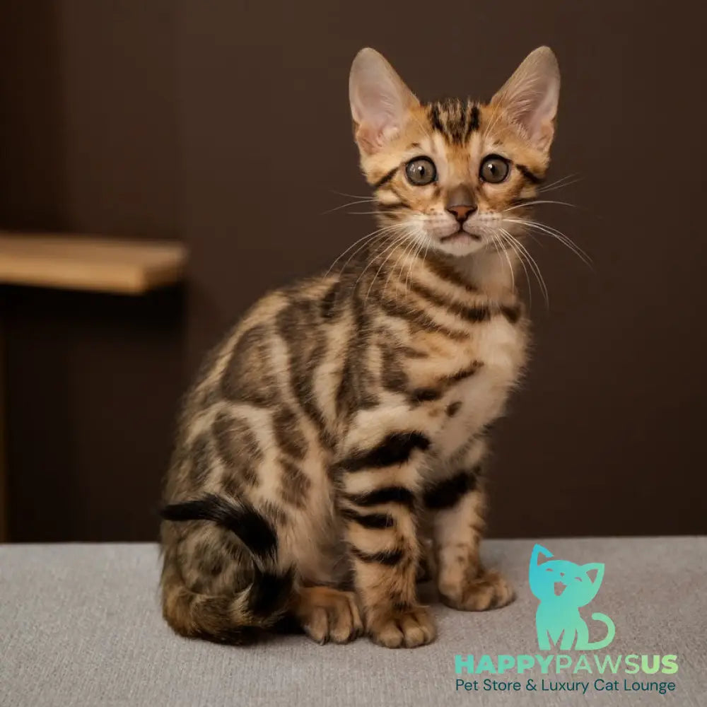 Ollie Bengal female black spotted tabby - live animals