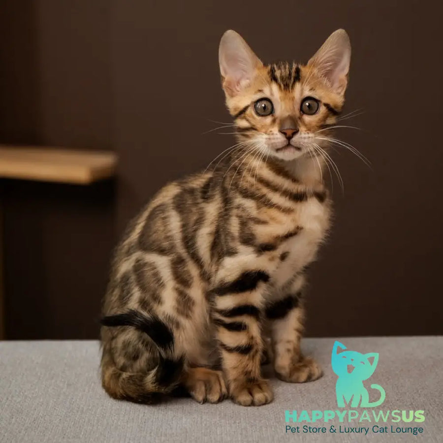 Ollie Bengal female black spotted tabby - live animals