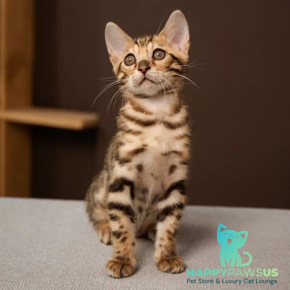 Ollie Bengal female black spotted tabby - live animals