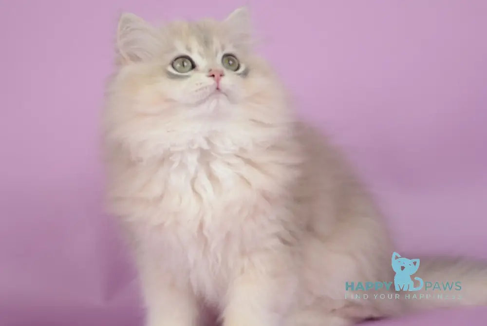 Ollie British Longhair female blue golden chinchilla live animals