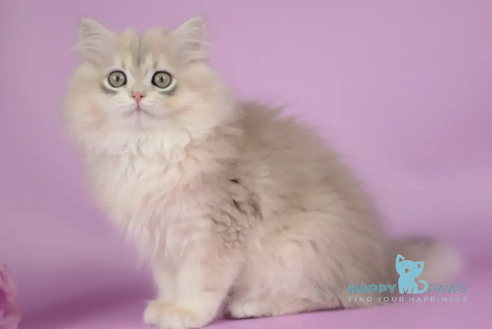 Ollie British Longhair female blue golden chinchilla live animals