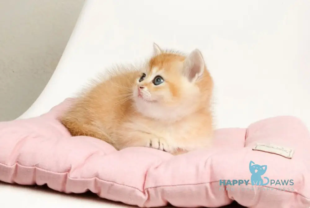 Ollie British Shorthair female black golden chinchilla live animals