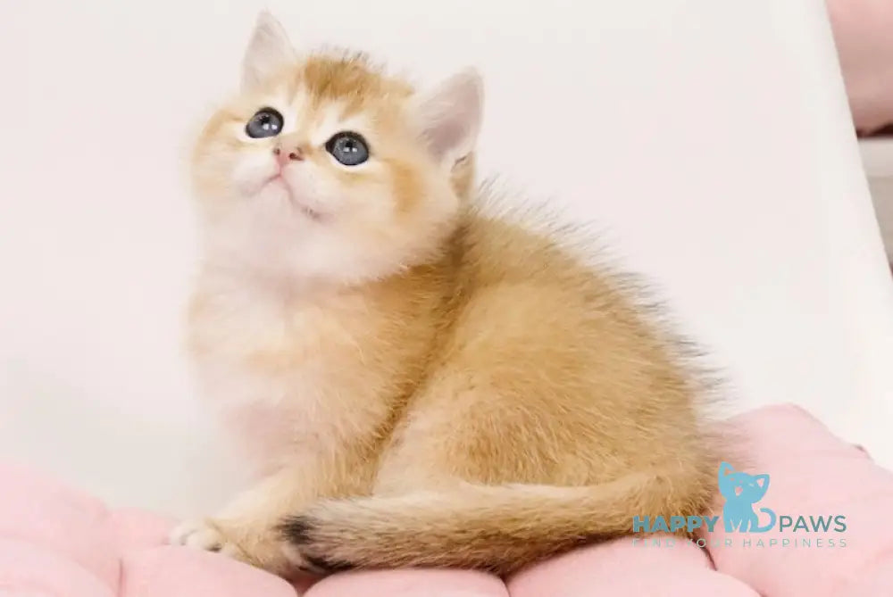 Ollie British Shorthair female black golden chinchilla live animals