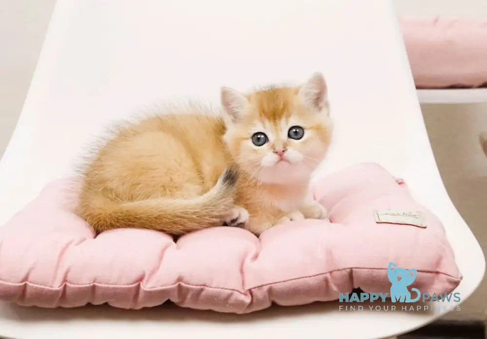 Ollie British Shorthair female black golden chinchilla live animals