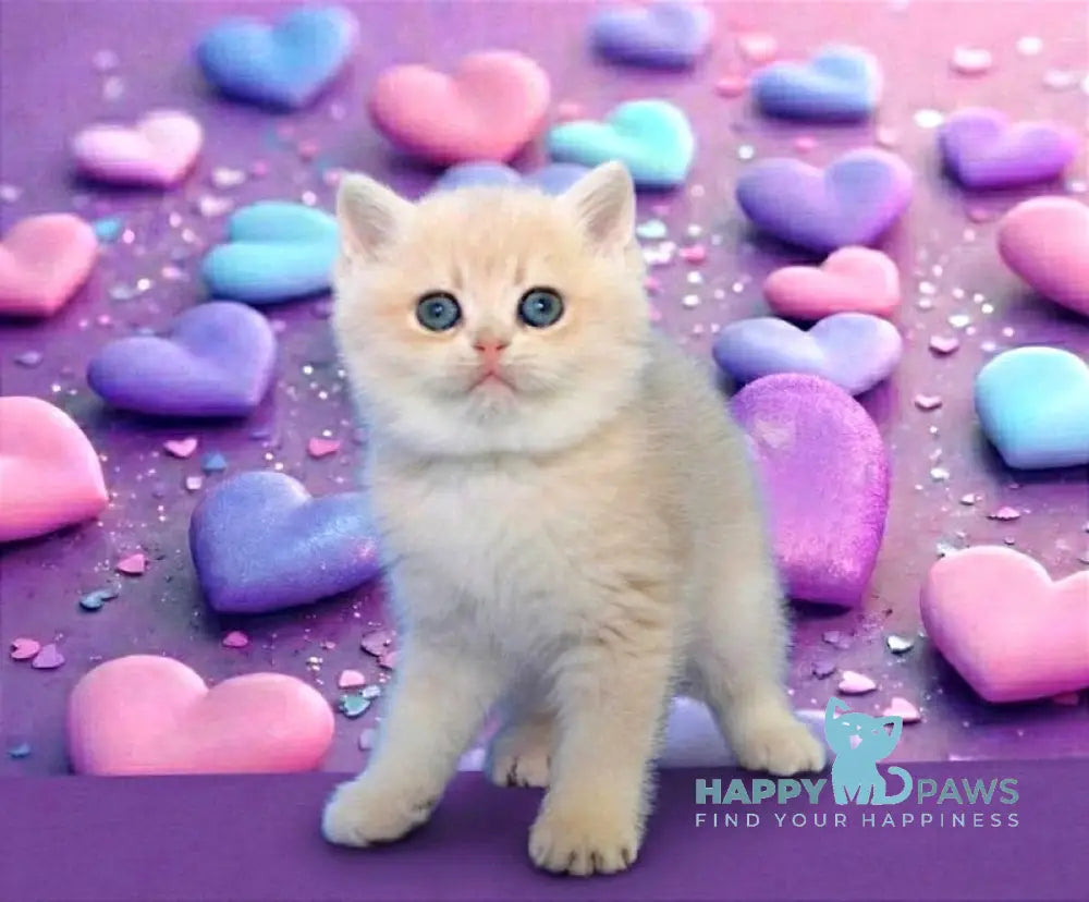 Ollie British Shorthair female blue golden chinchilla live animals