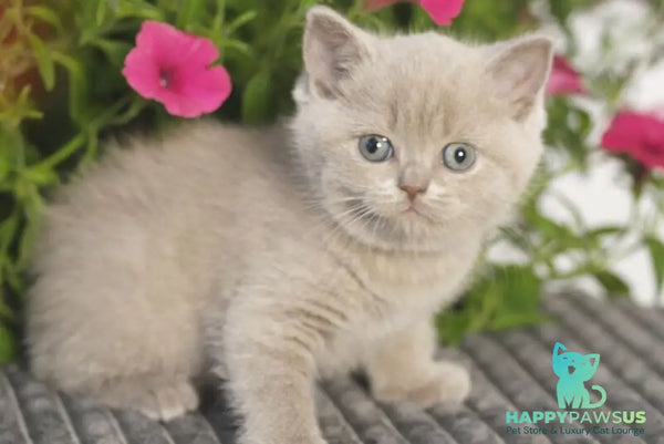 Ollie British Shorthair male lilac - live animals