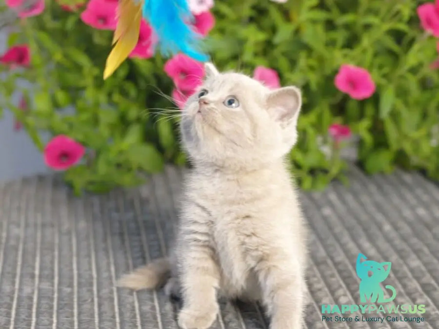 Ollie British Shorthair male lilac - live animals