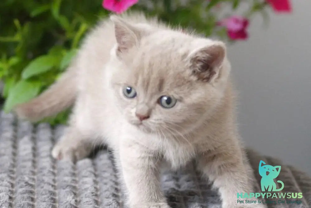 Ollie British Shorthair male lilac - live animals