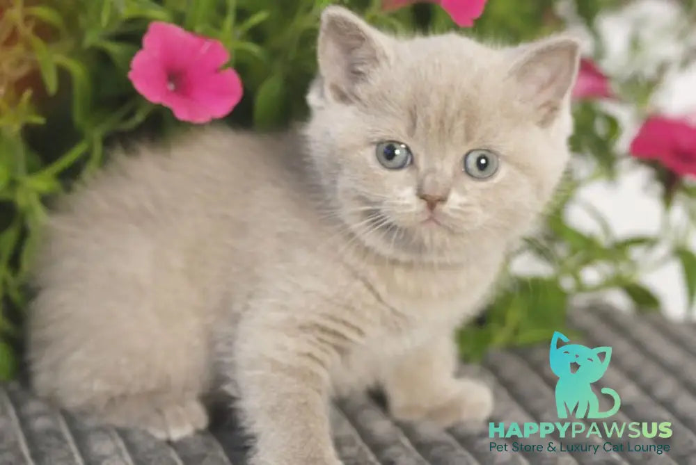 Ollie British Shorthair male lilac - live animals