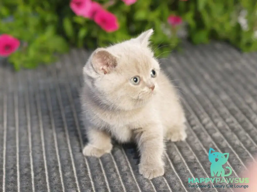Ollie British Shorthair male lilac - live animals