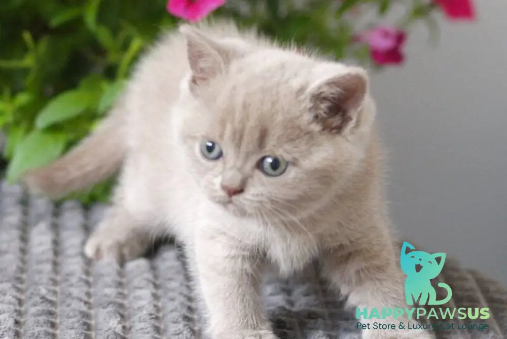 Ollie British Shorthair male lilac - live animals