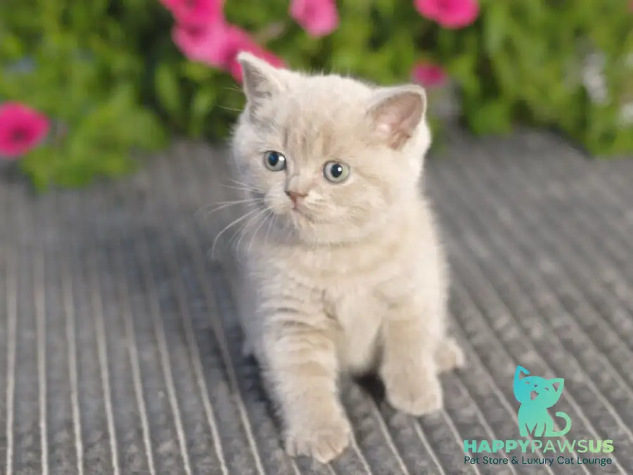 Ollie British Shorthair male lilac - live animals