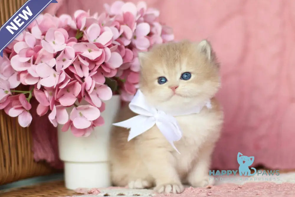 Olly British Longhair female blue golden shaded live animals