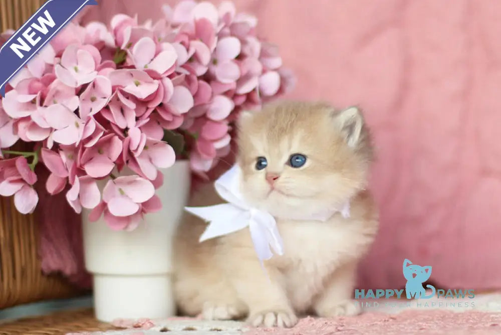 Olly British Longhair female blue golden shaded live animals