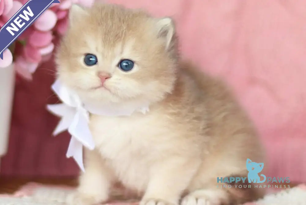 Olly British Longhair female blue golden shaded live animals