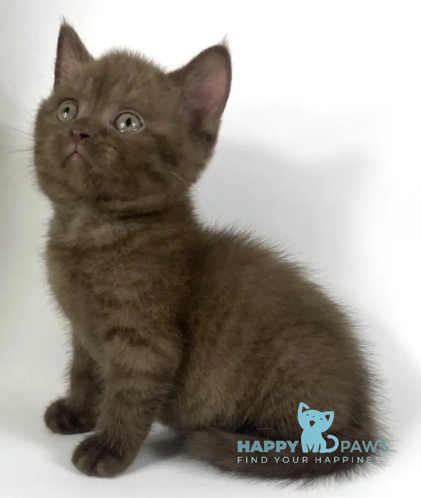 Olly British Longhair male chocolate live animals