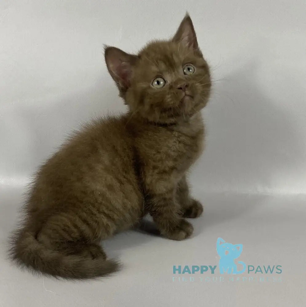 Olly British Longhair male chocolate live animals
