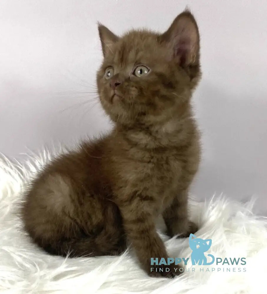 Olly British Longhair male chocolate live animals