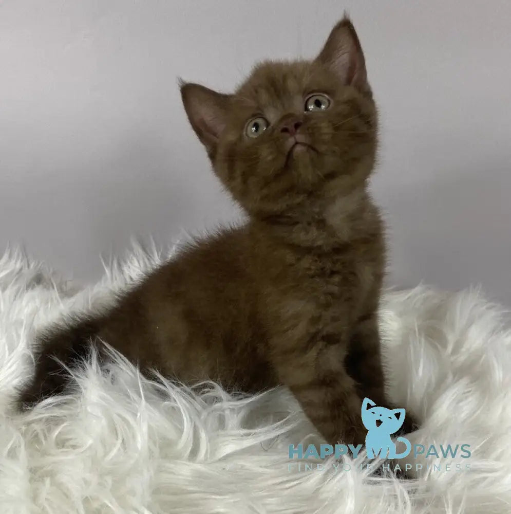 Olly British Longhair male chocolate live animals