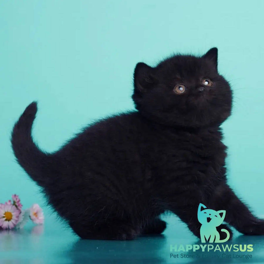 Olly British Shorthair female black - live animals