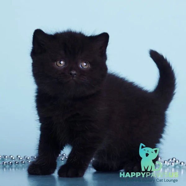 Olly British Shorthair female black - live animals