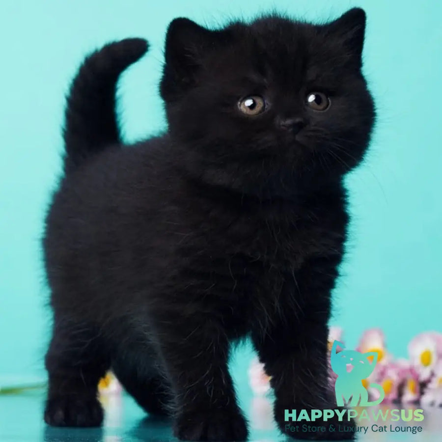 Olly British Shorthair female black - live animals
