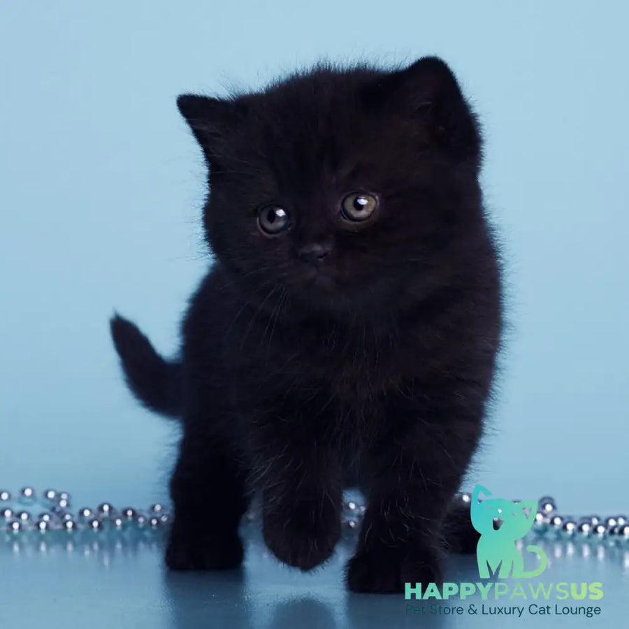 Olly British Shorthair female black - live animals