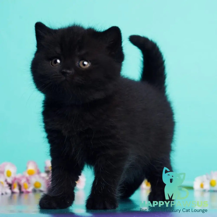 Olly British Shorthair female black - live animals