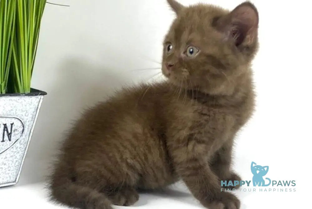 Olly British Longhair male chocolate live animals