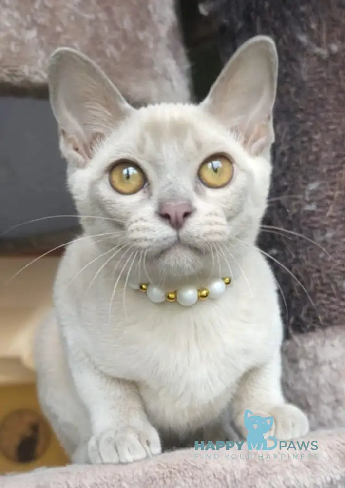Olly Burmese male lilac live animals
