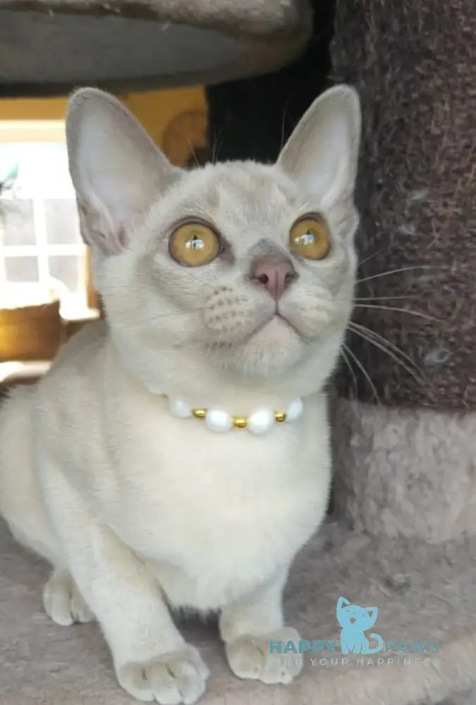 Olly Burmese male lilac live animals