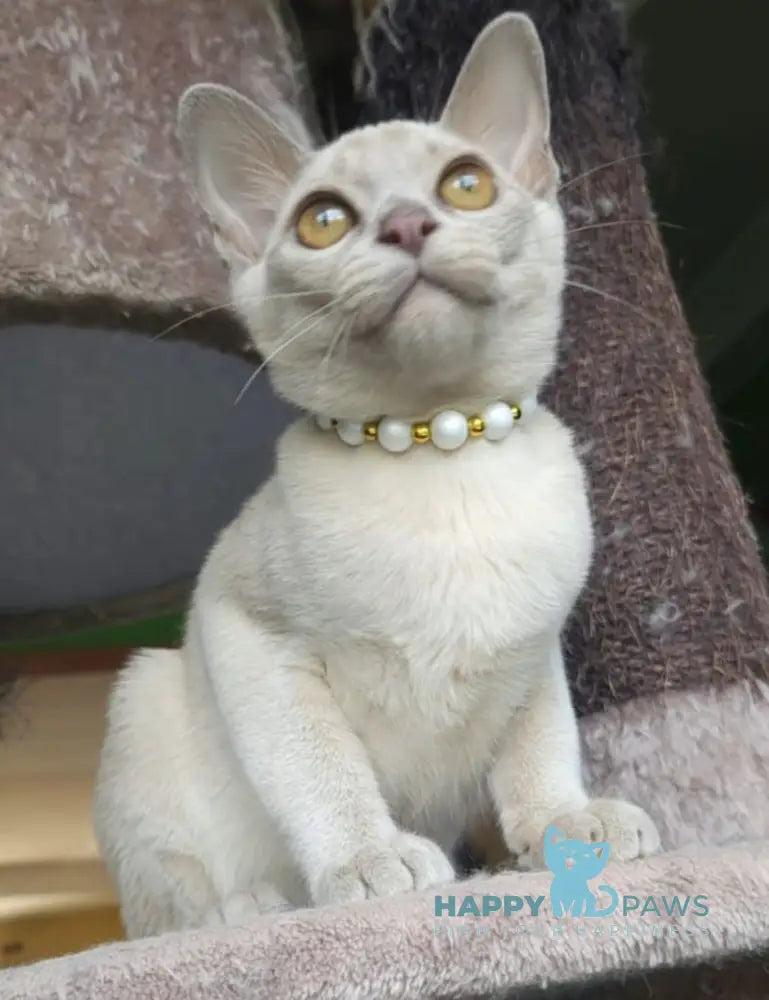 Olly Burmese male lilac live animals
