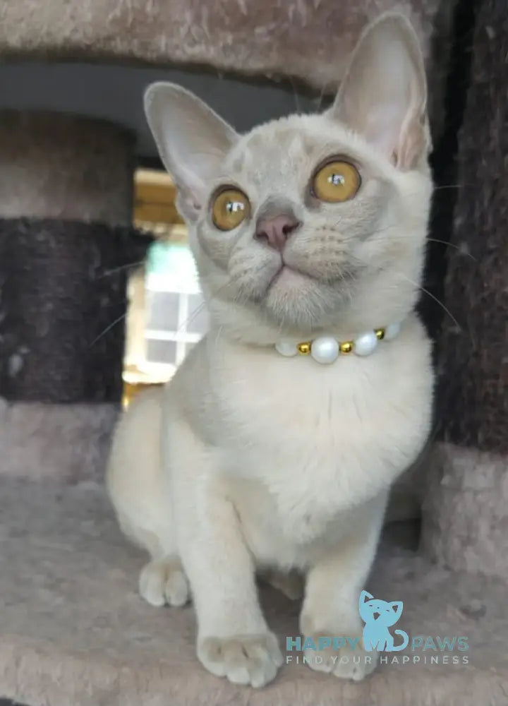 Olly Burmese male lilac live animals